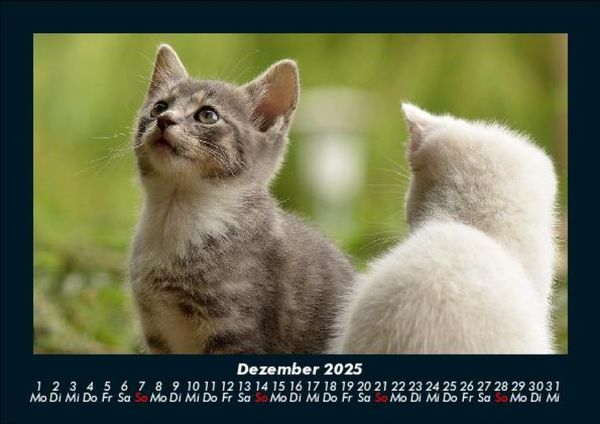 Produktbild: F&uuml;r Katzenfreunde 2025 Fotokalender DIN A5
