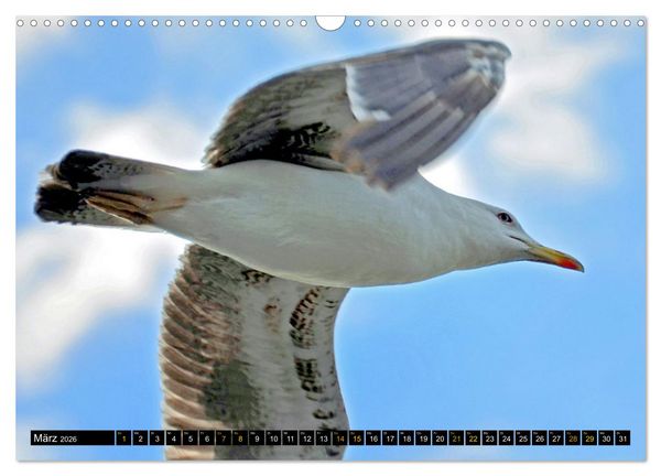 Produktbild: V&ouml;gel im Fokus - Ausdrucksstarke Vielfalt in der Vogelwelt (Wandkalender 2026 DIN A3 quer), CALVENDO Monatskalender