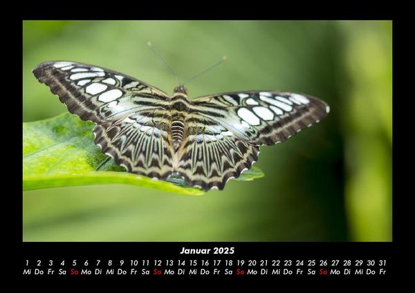 Produktbild: Welt der Tiere 2025 Fotokalender DIN A3