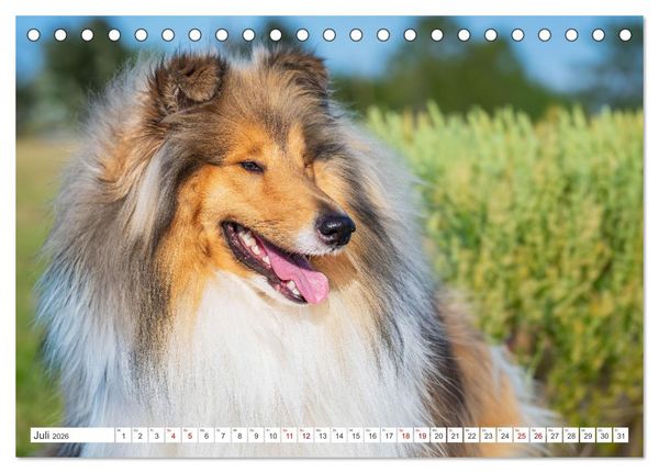 Produktbild: Der Collie - ein Hund f&uuml;rs Herz (Tischkalender 2026 DIN A5 quer), CALVENDO Monatskalender