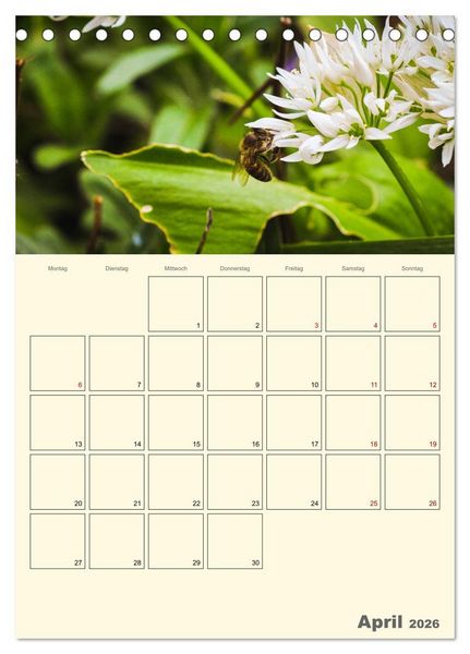 Produktbild: Bienen im Naturgarten (Tischkalender 2026 DIN A5 hoch), CALVENDO Monatskalender