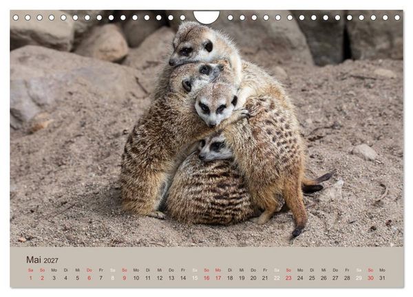 Produktbild: Quirlige Erdm&auml;nnchen (Wandkalender 2027 DIN A4 quer), CALVENDO Monatskalender