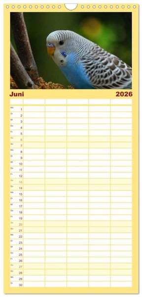 Produktbild: Familienplaner 2026 - Wellensittichkalender! - Das Original mit 5 Spalten (Wandkalender, 21 x 45 cm) CALVENDO
