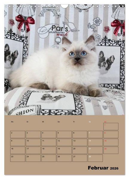 Produktbild: Ragdolls zum Verlieben (Wandkalender 2026 DIN A3 hoch), CALVENDO Monatskalender