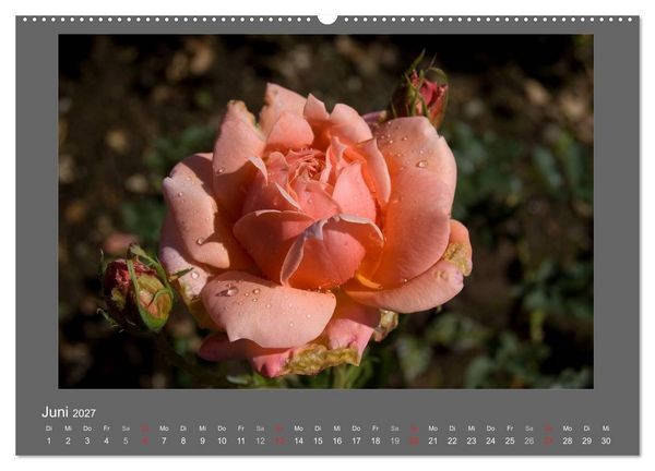 Produktbild: Madeiras Blumenwelt (Wandkalender 2027 DIN A2 quer), CALVENDO Monatskalender