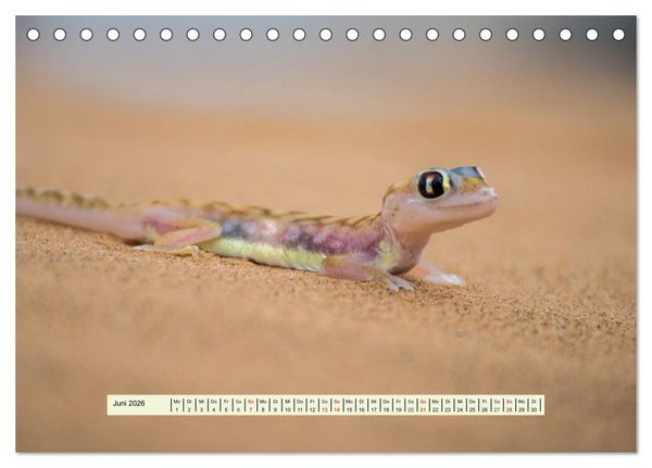 Produktbild: Reptilien des s&uuml;dlichen Afrikas (Tischkalender 2026 DIN A5 quer), CALVENDO Monatskalender
