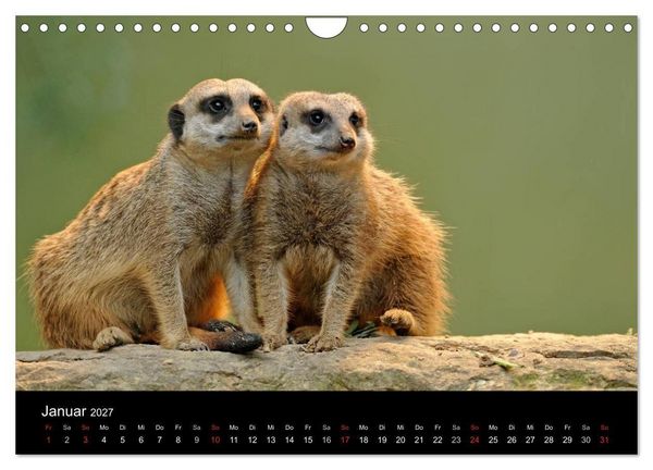 Produktbild: Erdm&auml;nnchen - Tierkinder (Wandkalender 2027 DIN A4 quer), CALVENDO Monatskalender