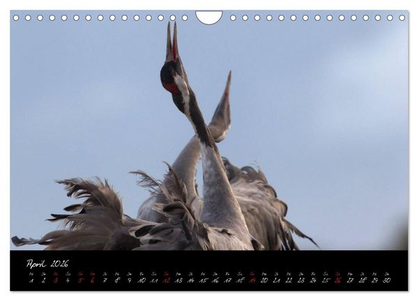 Produktbild: Kraniche - V&ouml;gel des Gl&uuml;cks (Wandkalender 2026 DIN A4 quer), CALVENDO Monatskalender