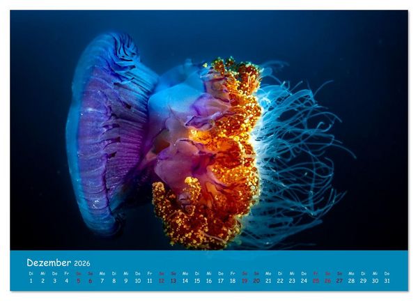 Produktbild: Faszinierende Meereswelt der Malediven (Wandkalender 2026 DIN A3 quer), CALVENDO Monatskalender