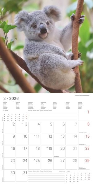 Produktbild: Koalas 2026 - Broschürenkalender 30x30 cm (30x60 geöffnet) - Kalender mit Platz für Notizen - koala bears - Bildkalender - Wandplaner - Bärenkalender