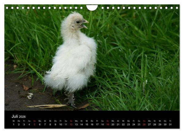 Produktbild: Die Welt der H&uuml;hner (Wandkalender 2026 DIN A4 quer), CALVENDO Monatskalender