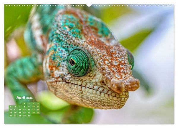 Produktbild: Cham&auml;leon: Die farbenfrohe Welt der Reptilien (Wandkalender 2027 DIN A2 quer), CALVENDO Monatskalender