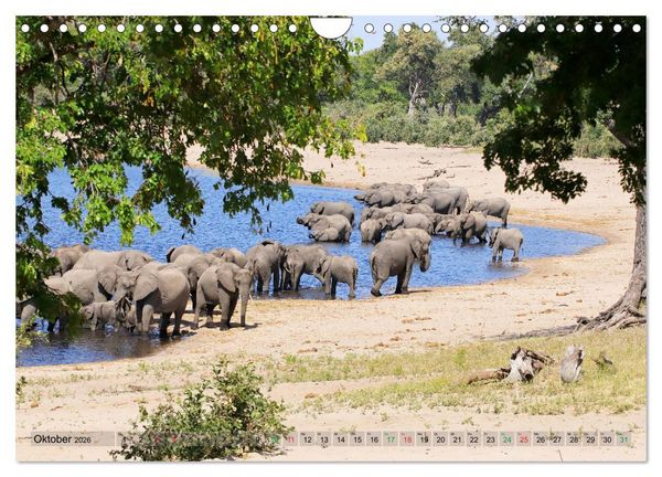 Produktbild: Elefanten in Afrika (Wandkalender 2026 DIN A4 quer), CALVENDO Monatskalender