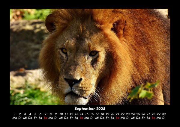 Produktbild: L&ouml;wen in der Wildnis 2025 Fotokalender DIN A3