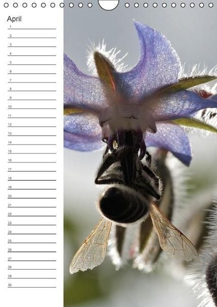 Produktbild: Tierische Kleinigkeiten / Geburtstagskalender (Wandkalender immerw&auml;hrend DIN A4 hoch)