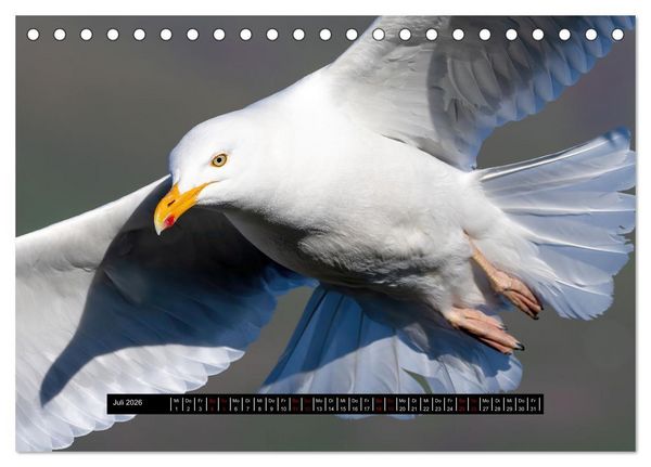 Produktbild: V&ouml;gel auf Island (Tischkalender 2026 DIN A5 quer), CALVENDO Monatskalender
