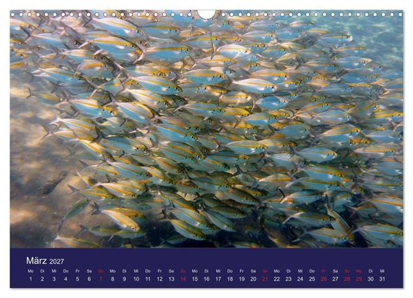 Produktbild: Wunderwelt Korallenriffe (Wandkalender 2027 DIN A3 quer), CALVENDO Monatskalender