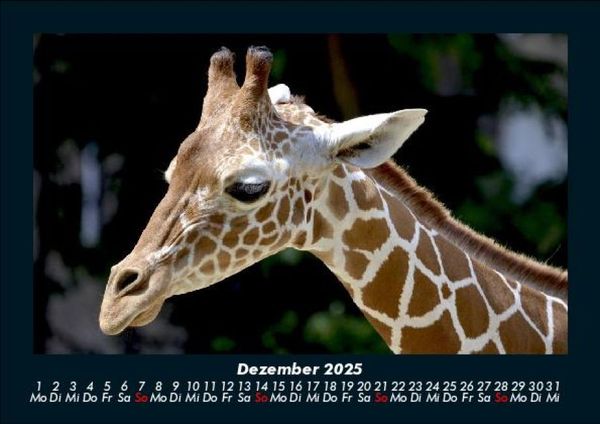 Produktbild: Giraffen 2025 Fotokalender DIN A5