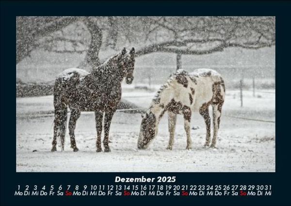 Produktbild: Die Welt der Pferde 2025 Fotokalender DIN A5