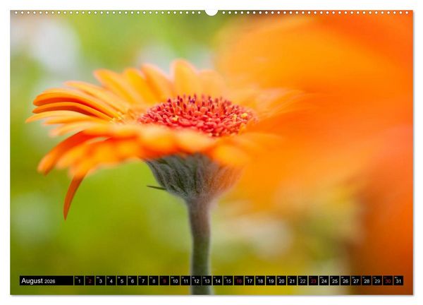 Produktbild: BLUMEN Zauber der Farben und Formen (Wandkalender 2026 DIN A2 quer), CALVENDO Monatskalender