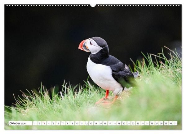 Produktbild: Islands Papageientaucher (hochwertiger Premium Wandkalender 2026 DIN A2 quer), Kunstdruck in Hochglanz