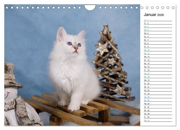 Produktbild: Heilige Birma Kitten mit Planer (Wandkalender 2026 DIN A4 quer), CALVENDO Monatskalender