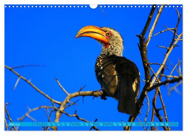Produktbild: Botswana- Pirschfahrt mit Garantie auf Wildlife (Wandkalender 2026 DIN A3 quer), CALVENDO Monatskalender