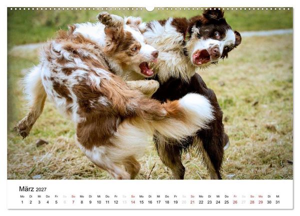 Produktbild: Australian Shepherd - Traum auf vier Pfoten (hochwertiger Premium Wandkalender 2027 DIN A2 quer), Kunstdruck in Hochglanz