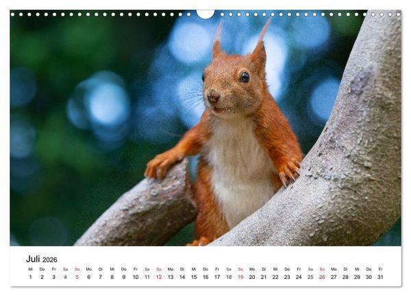 Produktbild: Eichh&ouml;rnchen - Kleine Kobolde im Roten Pelz (Wandkalender 2026 DIN A3 quer), CALVENDO Monatskalender
