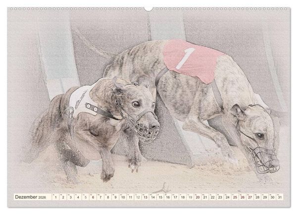 Produktbild: Whippet 2026 (Wandkalender 2026 DIN A2 quer), CALVENDO Monatskalender