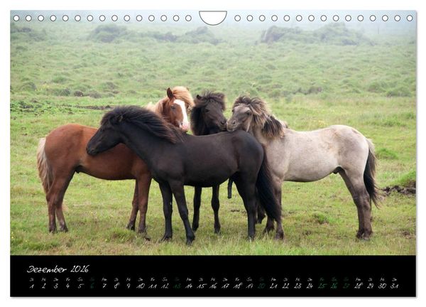 Produktbild: Charakterk&ouml;pfe Islandpferde (Wandkalender 2026 DIN A4 quer), CALVENDO Monatskalender