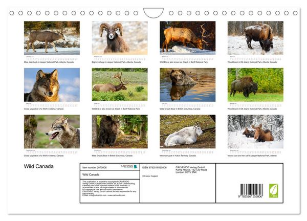 Produktbild: Wild Canada (Wall Calendar 2026 DIN A4 landscape), CALVENDO 12 Month Wall Calendar