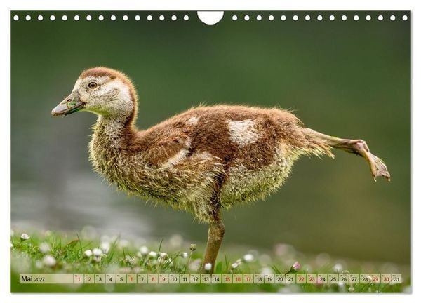 Produktbild: Gans sch&ouml;n wild (Wandkalender 2027 DIN A4 quer), CALVENDO Monatskalender