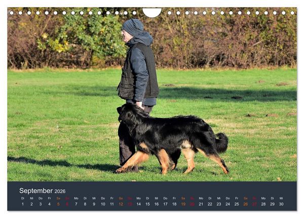 Produktbild: Ein Hovawart, ein Wachhund (Wandkalender 2026 DIN A4 quer), CALVENDO Monatskalender