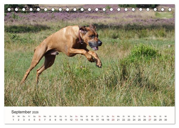Produktbild: Rhodesian Ridgeback Sch&ouml;nheit aus Afrika (Tischkalender 2026 DIN A5 quer), CALVENDO Monatskalender