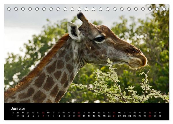 Produktbild: Giraffen &ndash; Faszination der Wildnis (Tischkalender 2026 DIN A5 quer), CALVENDO Monatskalender