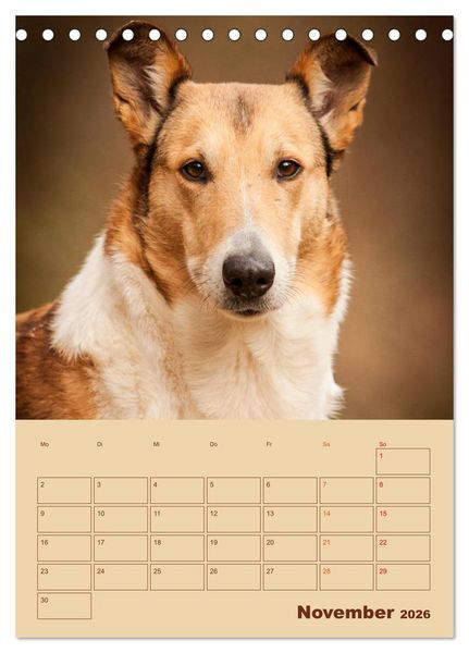 Produktbild: Kurzhaarcollies (Tischkalender 2026 DIN A5 hoch), CALVENDO Monatskalender