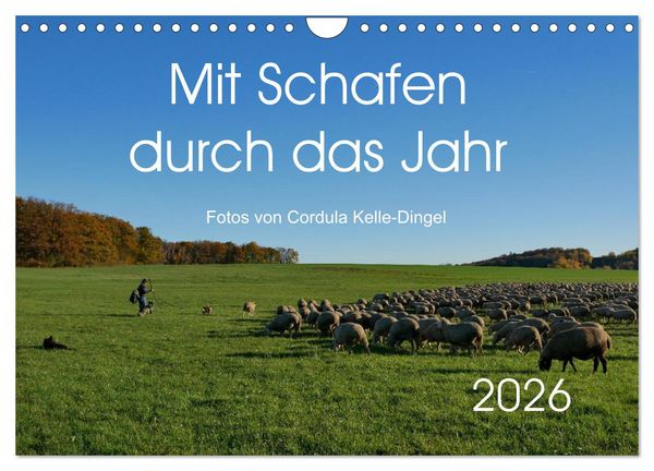 Produktbild: Mit Schafen durch das Jahr (Wandkalender 2026 DIN A4 quer), CALVENDO Monatskalender