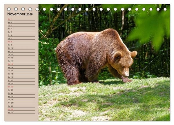 Produktbild: B&auml;ren. Unterwegs mit Meister Petz (Tischkalender 2026 DIN A5 quer), CALVENDO Monatskalender