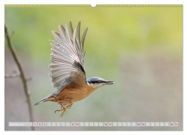 Produktbild: Flugk&uuml;nstler in luftiger H&ouml;he - Heimische Singv&ouml;gel im Flug (Wandkalender 2027 DIN A2 quer), CALVENDO Monatskalender