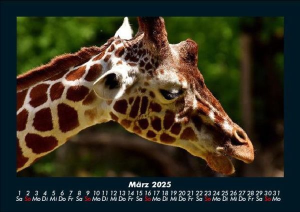 Produktbild: Giraffen 2025 Fotokalender DIN A5