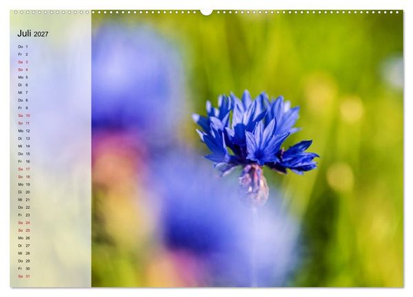 Produktbild: Sommerliche Bl&uuml;tenpoesie (Wandkalender 2027 DIN A2 quer), CALVENDO Monatskalender