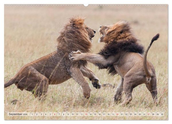 Produktbild: Emotionale Momente: Afrikas Big Five (Wandkalender 2026 DIN A2 quer), CALVENDO Monatskalender