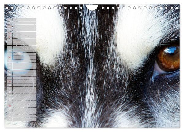 Produktbild: Huskies! (Wandkalender 2026 DIN A4 quer), CALVENDO Monatskalender