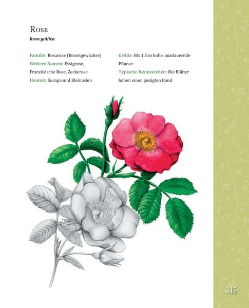 Produktbild: Das gro&szlig;e Buch der Hildegard von Bingen