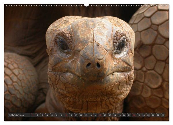 Produktbild: Wilde Fauna - Reptilien (hochwertiger Premium Wandkalender 2026 DIN A2 quer), Kunstdruck in Hochglanz