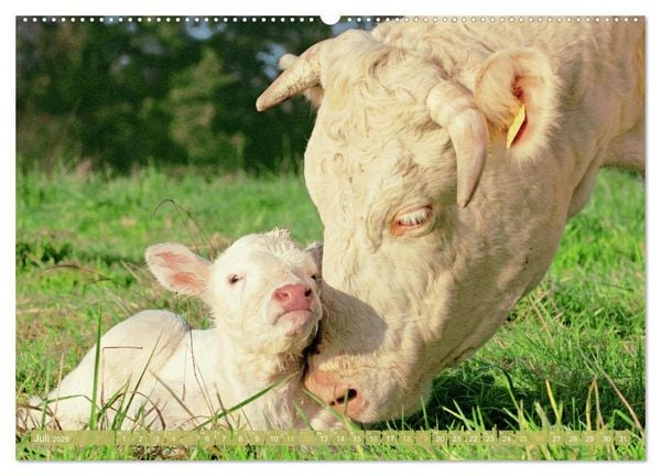 Produktbild: Kuh-Idylle: Suchen Sie die Ruhe in der Natur? (Wandkalender 2026 DIN A2 quer), CALVENDO Monatskalender