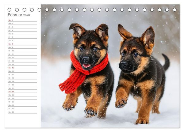Produktbild: Sch&auml;ferhundliebe - Deine t&auml;gliche Dosis Welpenfreude &ndash; ganz ohne Gassi. (Tischkalender 2026 DIN A5 quer), CALVENDO Monatskalender