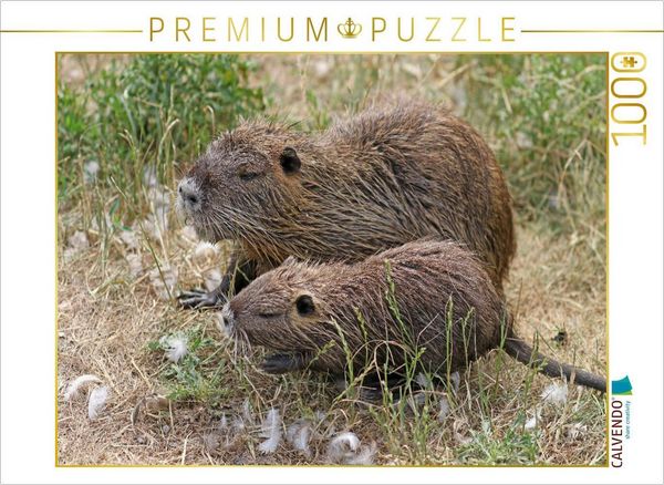 Produktbild: CALVENDO Puzzle NUTRIA mit Nachwuchs | 1000 Teile Lege-Gr&ouml;&szlig;e 64x48cm Foto-Puzzle f&uuml;r gl&uuml;ckliche Stunden