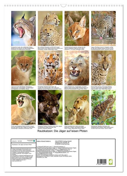 Produktbild: Raubkatzen: Die J&auml;ger auf leisen Pfoten (Wandkalender 2026 DIN A2 hoch), CALVENDO Monatskalender